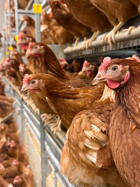 Commercial layer hens on a multi-tier system
