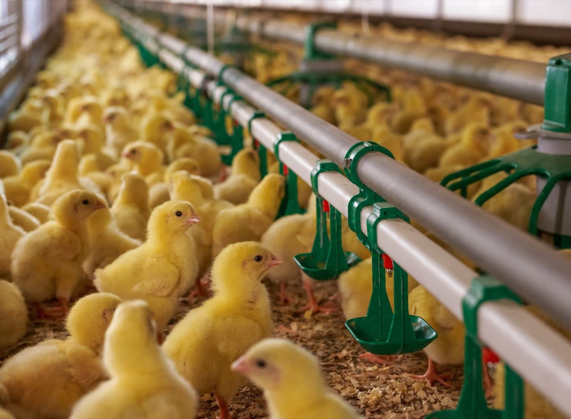Interior of a commercial poultry shed